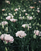 Lisianthus 'Corelli™ III Light Pink' Pelleted Seed