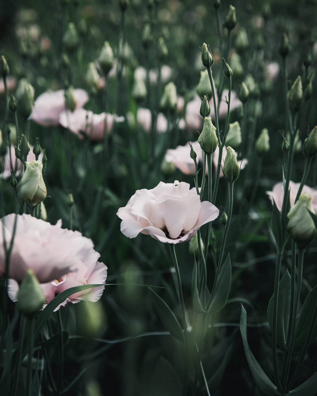 Lisianthus 'Corelli™ III Light Pink' Pelleted Seed