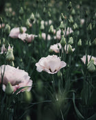 Lisianthus 'Corelli™ III Light Pink' Pelleted Seed