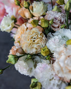 Lisianthus 'Voyage 2 Light Apricot' Pelleted Seed