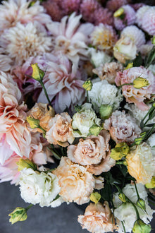 Lisianthus 'Voyage 2 Light Apricot' Pelleted Seed