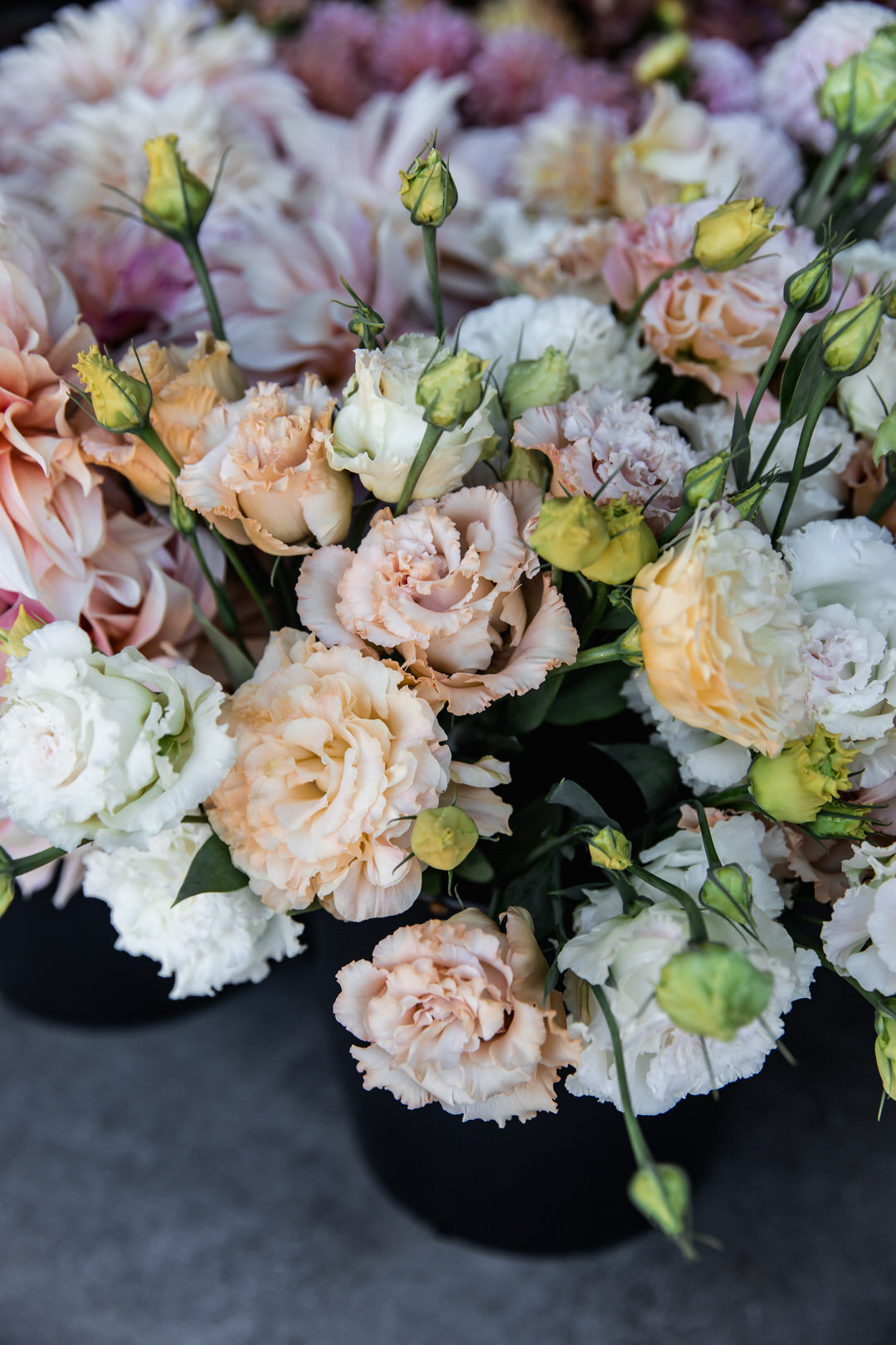 Lisianthus 'Voyage 2 Light Apricot' Pelleted Seed