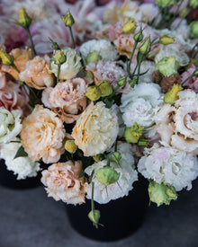 Lisianthus 'Voyage 2 Light Apricot' Pelleted Seed
