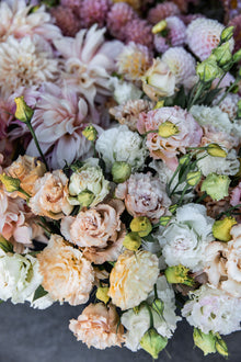 Lisianthus 'Voyage 2 Light Apricot' Pelleted Seed