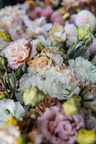 Lisianthus 'Voyage 2 Light Apricot' Pelleted Seed