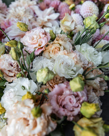 Lisianthus 'Voyage 2 Light Apricot' Pelleted Seed