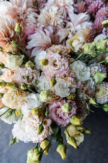 Lisianthus 'Voyage 2 Light Apricot' Pelleted Seed