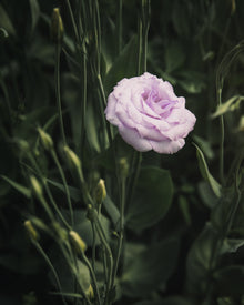 Lisianthus 'Echo 1 Lavender' Pelleted Seed
