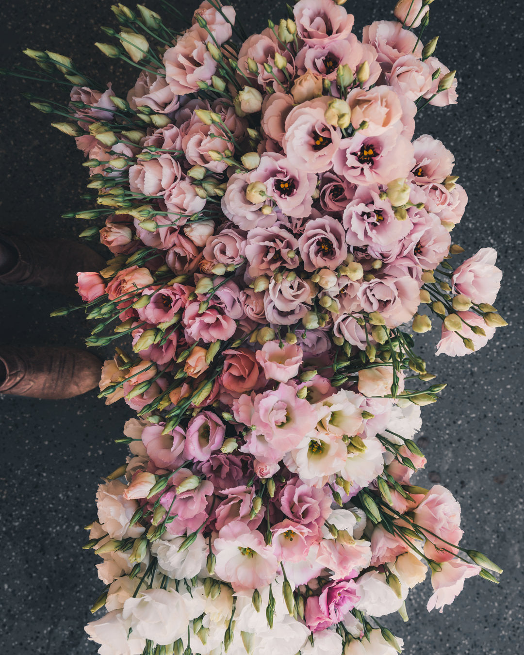 Lisianthus 'Corelli™ III Light Pink' Pelleted Seed