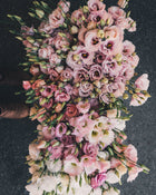 Lisianthus 'Corelli™ III Light Pink' Pelleted Seed