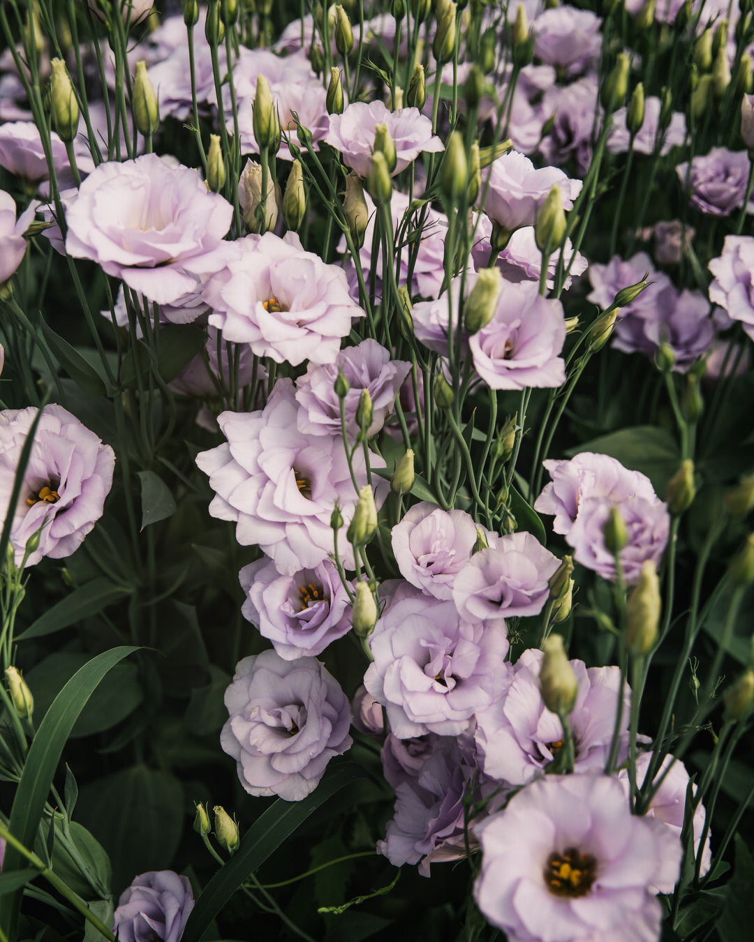 Lisianthus 'Echo 1 Lavender' Pelleted Seed