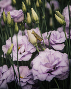 Lisianthus 'Echo 1 Lavender' Pelleted Seed