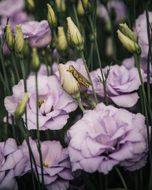 Lisianthus 'Echo 1 Lavender' Pelleted Seed