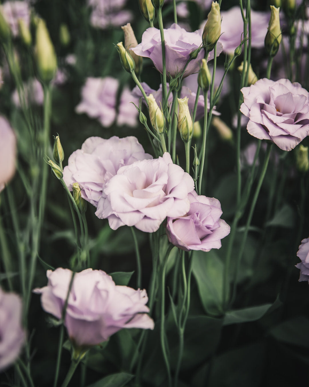 Lisianthus 'Echo 1 Lavender' Pelleted Seed