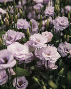 Lisianthus 'Echo 1 Lavender' Pelleted Seed