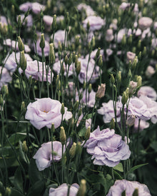 Lisianthus 'Echo 1 Lavender' Pelleted Seed