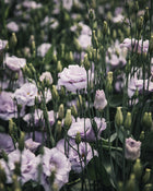 Lisianthus 'Echo 1 Lavender' Pelleted Seed