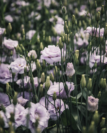 Lisianthus 'Echo 1 Lavender' Pelleted Seed