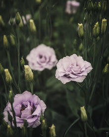 Lisianthus 'Echo 1 Lavender' Pelleted Seed