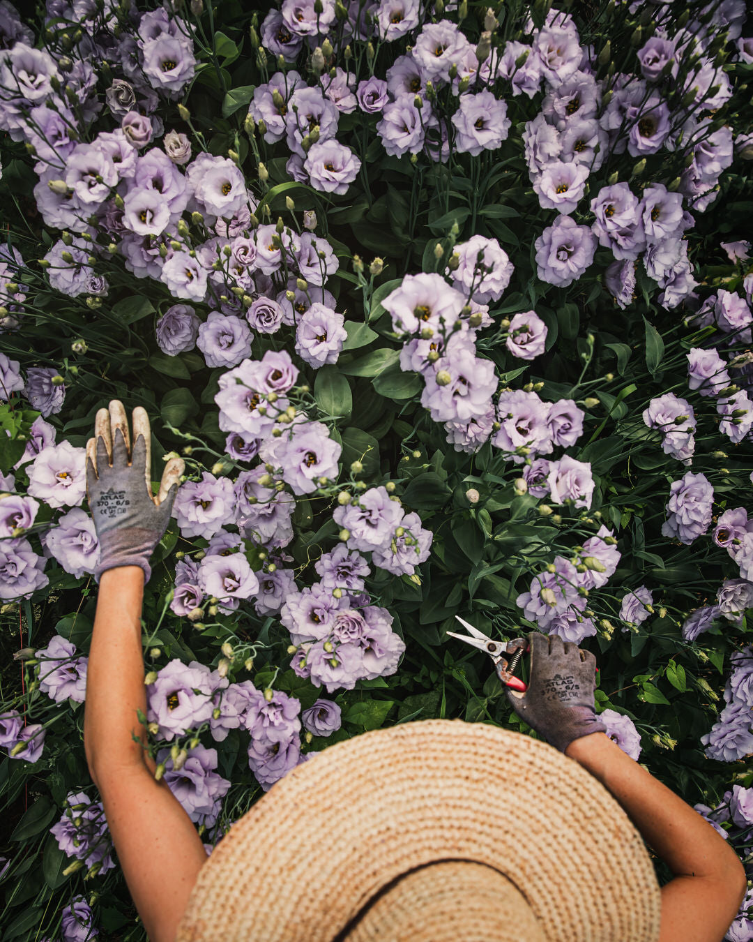 2026 PBF Photography Calendar: Botanical Alchemy (Worldwide Shipping Available)