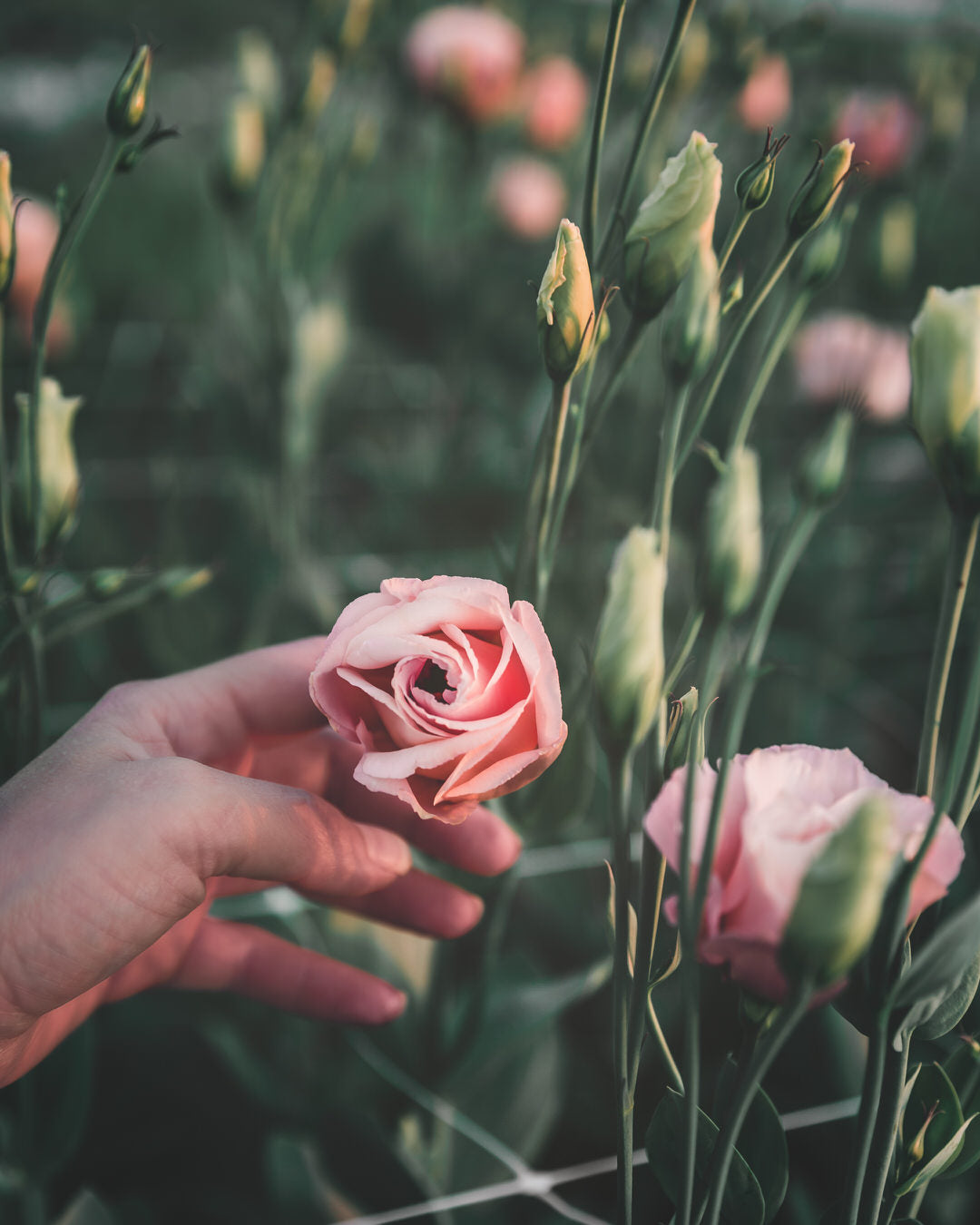 Lisianthus 'Arena III Apricot' Pelleted Seed