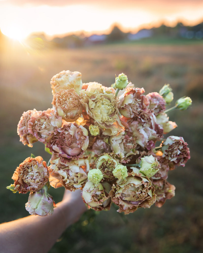 Lisianthus 'Rosanne 2 Terracotta' Pelleted Seed