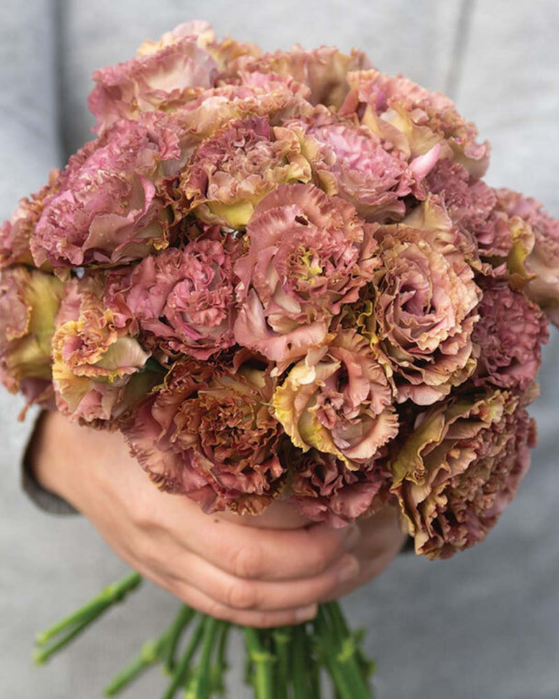 Lisianthus 'Rosanne 2 Terracotta' Pelleted Seed