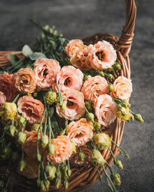 Lisianthus 'Sabrina 1 Orange' Pelleted Seed