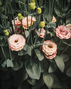 Lisianthus 'Sabrina 1 Orange' Pelleted Seed