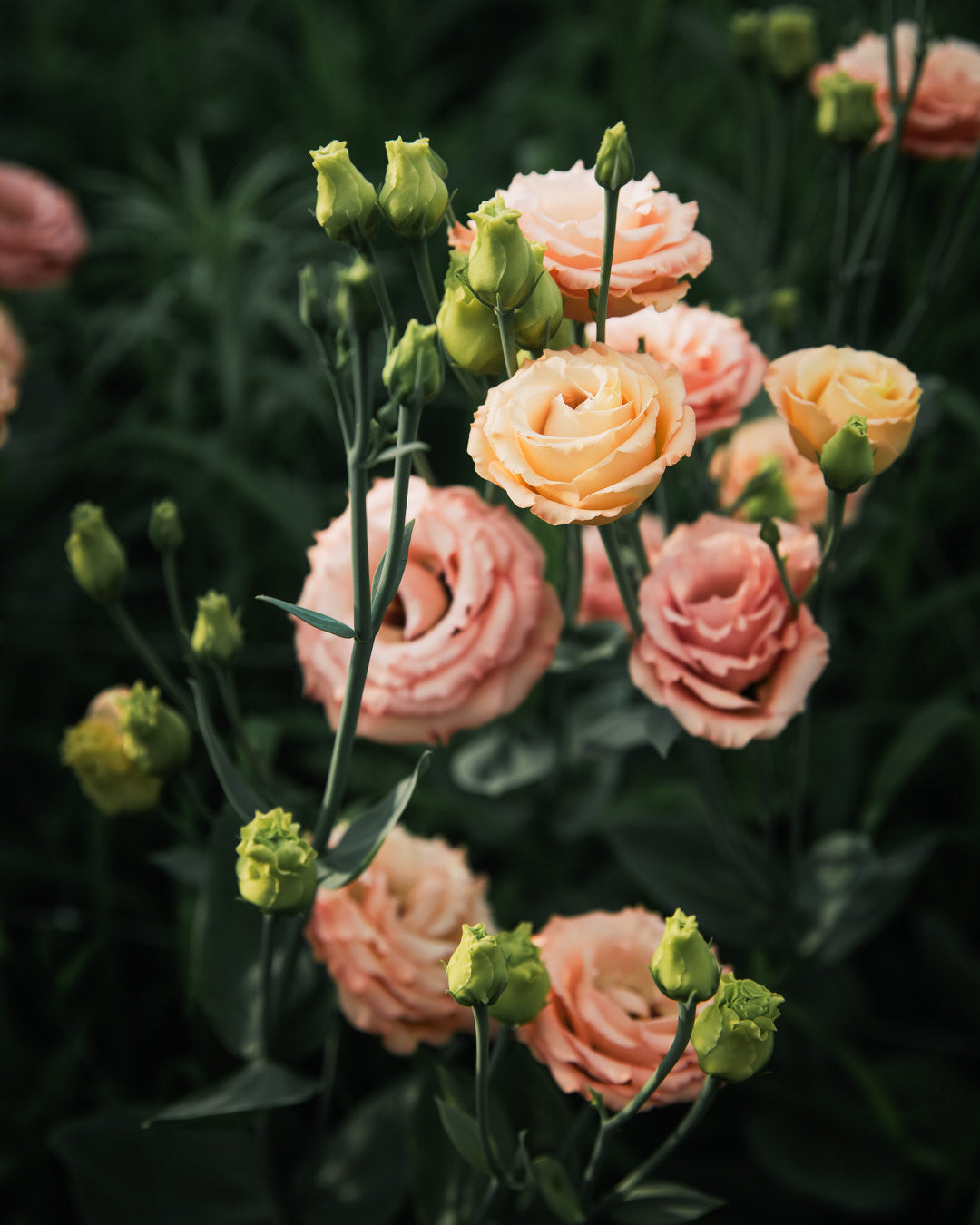 Lisianthus 'Sabrina 1 Orange' Pelleted Seed