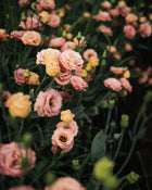 Lisianthus 'Sabrina 1 Orange' Pelleted Seed