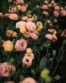 Lisianthus 'Sabrina 1 Orange' Pelleted Seed