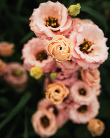 Lisianthus 'Sabrina 1 Orange' Pelleted Seed