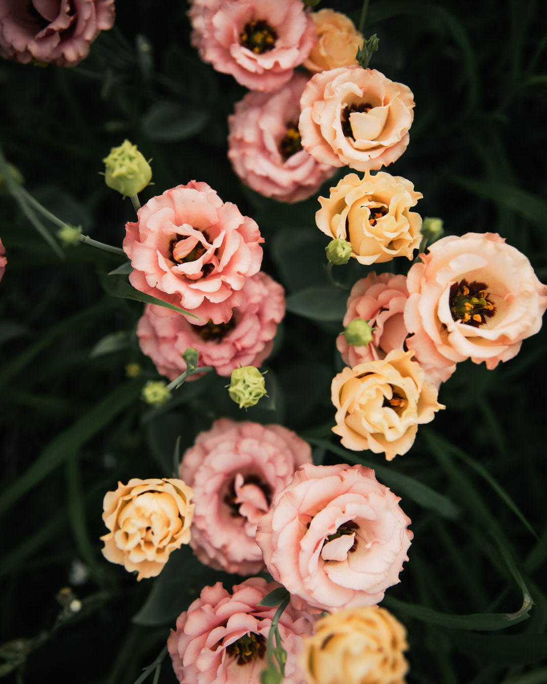 Lisianthus 'Sabrina 1 Orange' Pelleted Seed