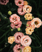 Lisianthus 'Sabrina 1 Orange' Pelleted Seed