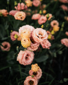 Lisianthus 'Sabrina 1 Orange' Pelleted Seed
