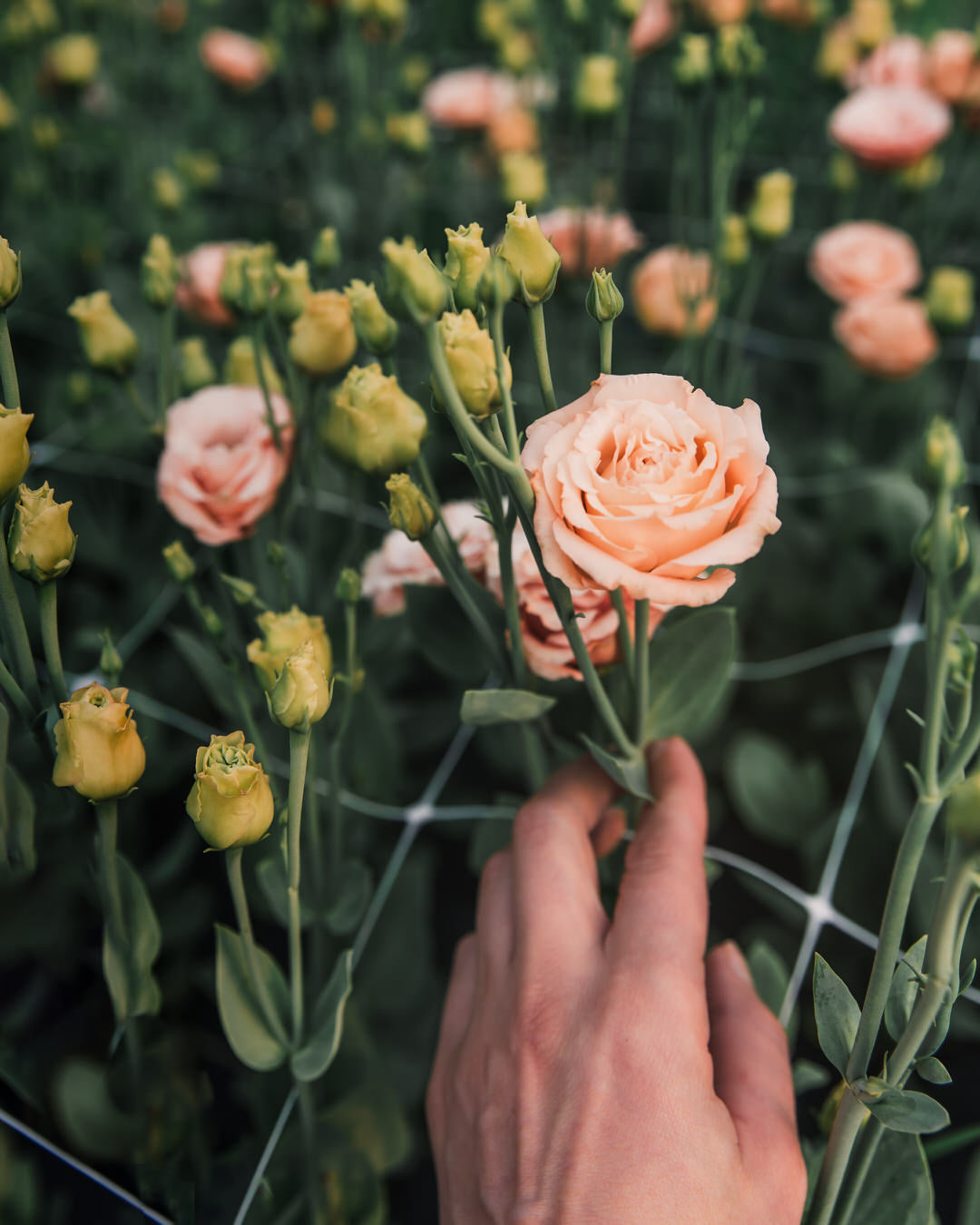 Lisianthus 'Sabrina 1 Orange' Pelleted Seed