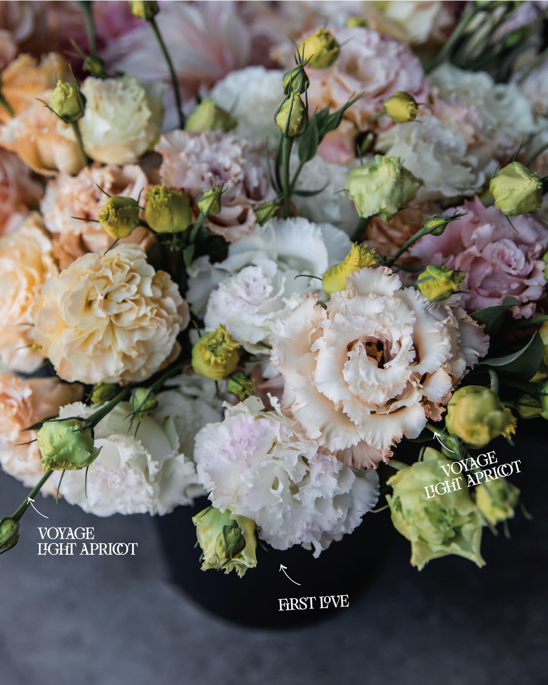 Lisianthus 'Voyage 2 First Love' Pelleted Seed