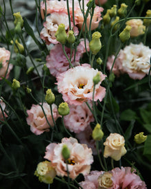 Lisianthus 'Voyage 2 Champagne' Pelleted Seed