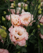 Lisianthus 'Voyage 2 Champagne' Pelleted Seed