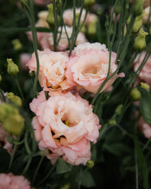 Lisianthus 'Voyage 2 Champagne' Pelleted Seed