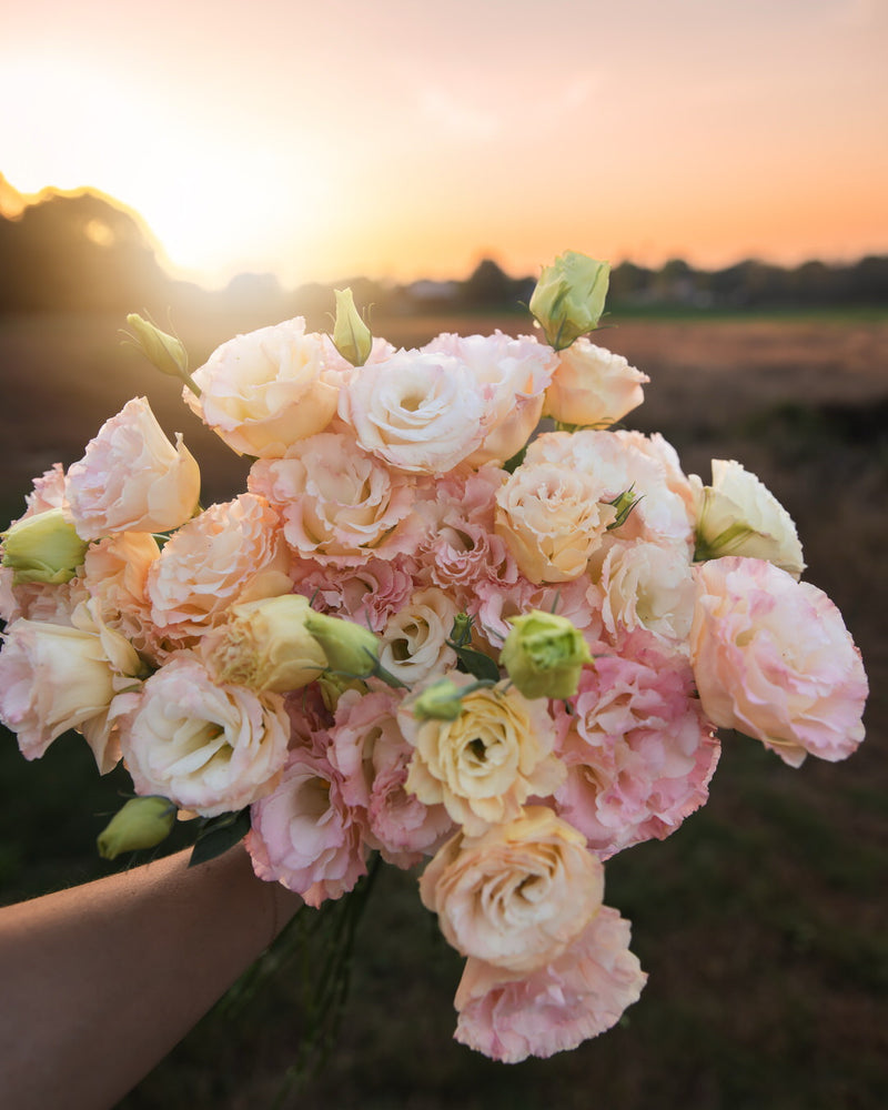 Lisianthus 'Voyage 2 Champagne' Pelleted Seed