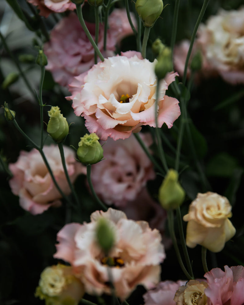 Lisianthus 'Voyage 2 Champagne' Pelleted Seed