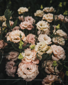 Lisianthus 'Voyage 2 Light Apricot' Pelleted Seed