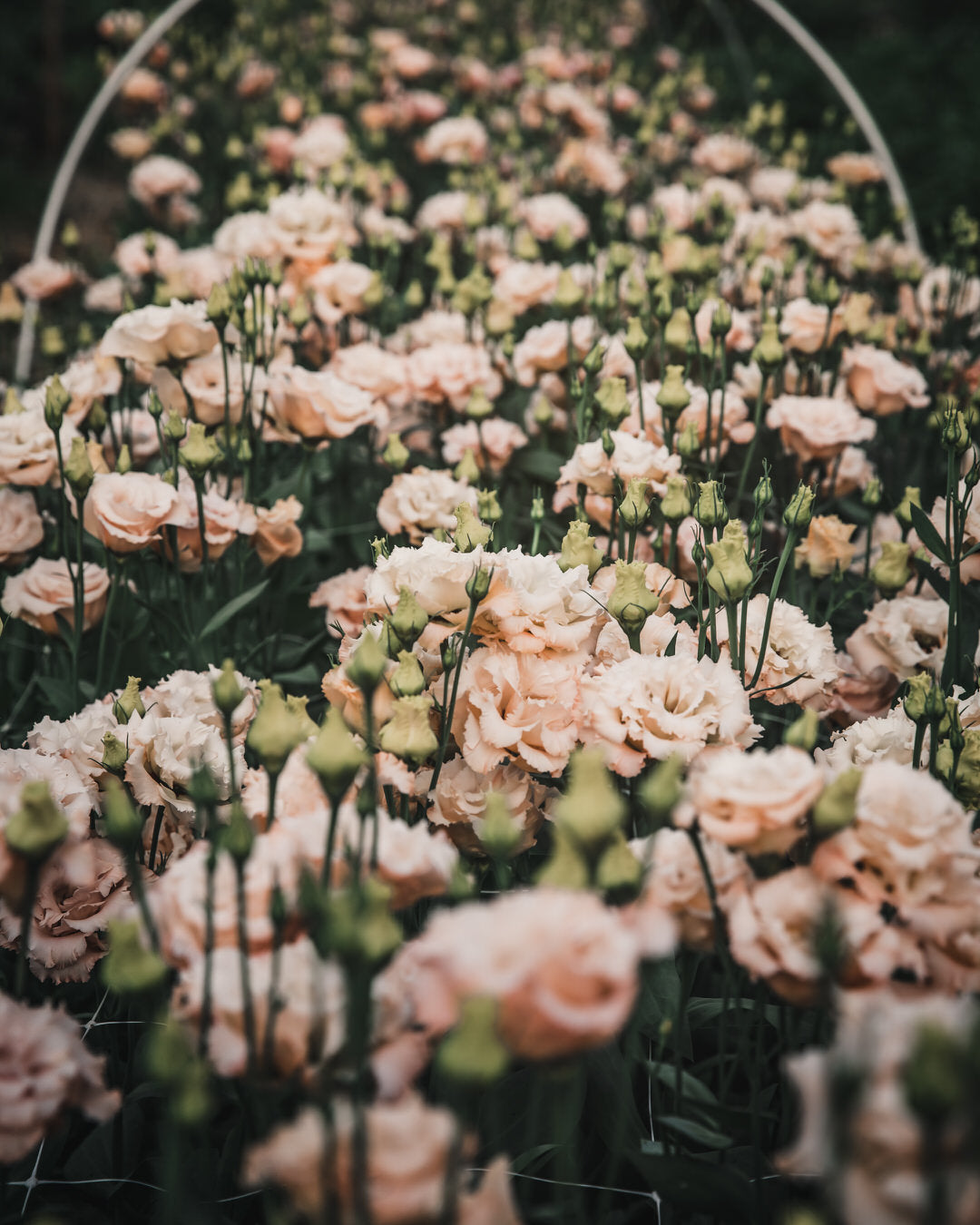 Lisianthus 'Voyage 2 Light Apricot' Pelleted Seed