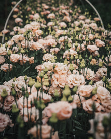 Lisianthus 'Voyage 2 Light Apricot' Pelleted Seed