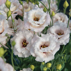 Lisianthus 'Corelli™ III Light Pink' Pelleted Seed