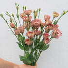 Lisianthus 'Pucchino Choco 3' Pelleted Seed