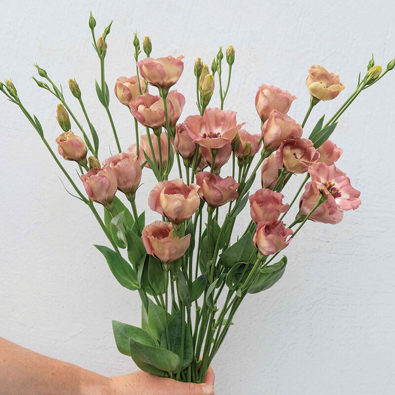 Lisianthus 'Pucchino Choco 3' Pelleted Seed