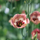 Lisianthus 'Pucchino Choco 3' Pelleted Seed